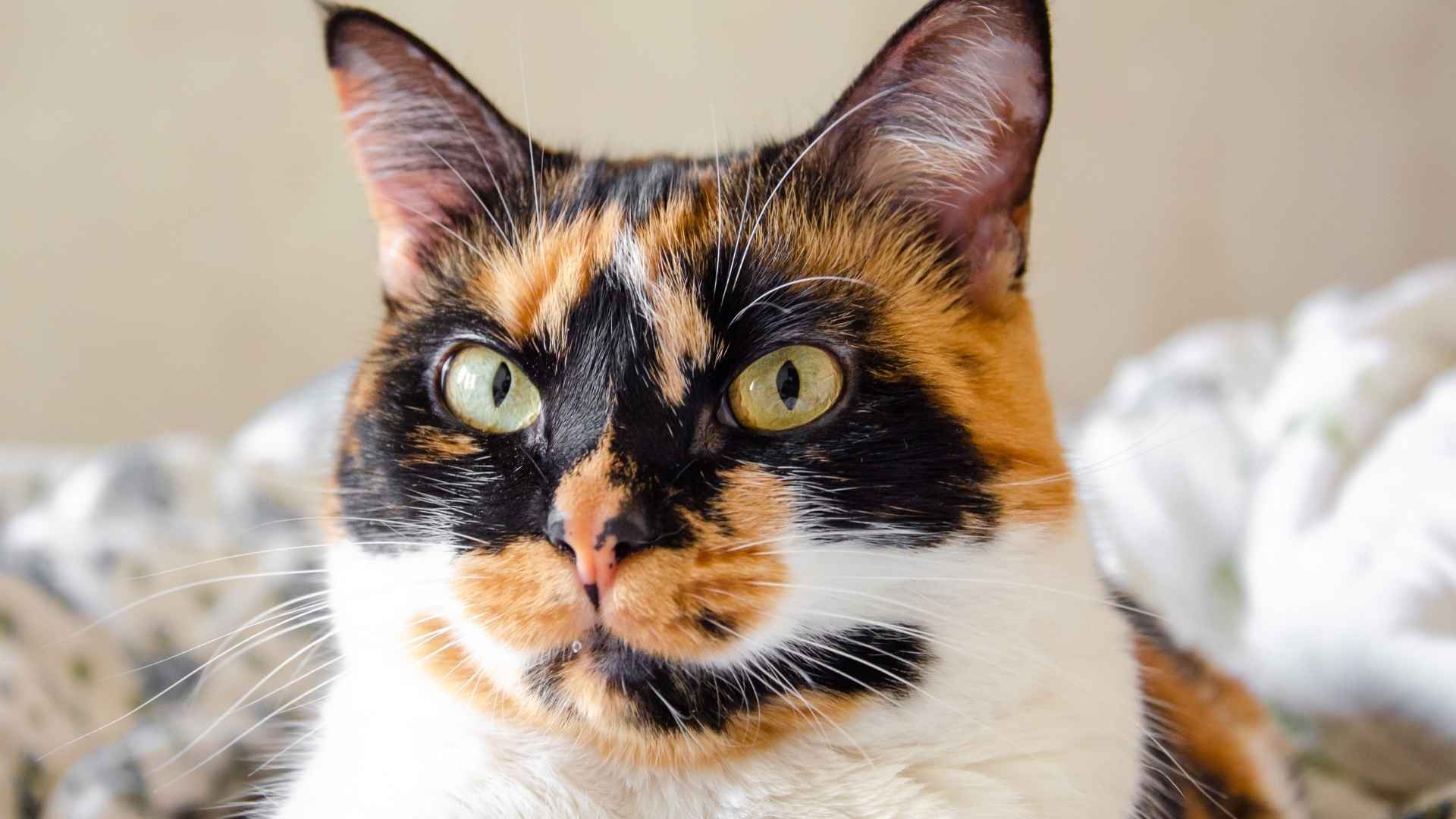 gato calicó de frente